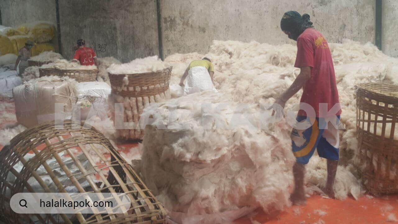 Kapok Fiber Manufacturer
