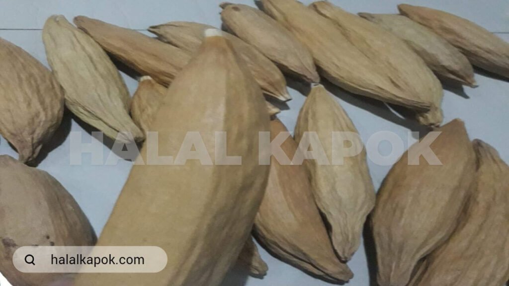 halalkapok KAPOK FIBER MANUFACTURE FRUIT 1280 BY 720 JPG WATERMARK C TINY
