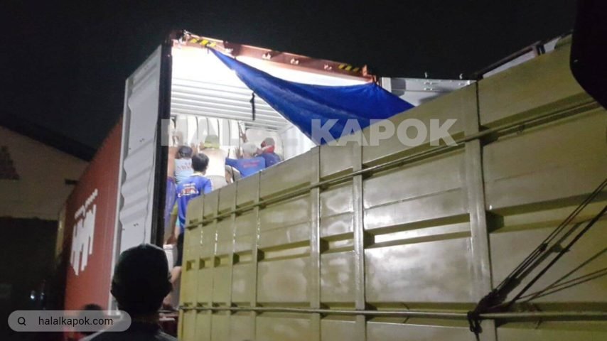 halalkapok kapok fiber Stuffing Night 720p watermark aa tiny